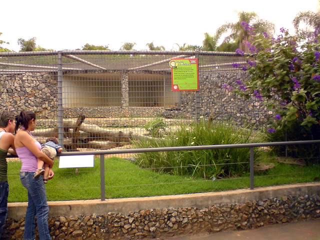 Zoologico Municipal Sorocaba - Jaguar