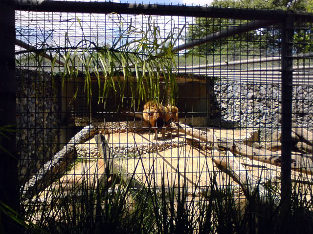 Zoologico Municipal Sorocaba - Lions