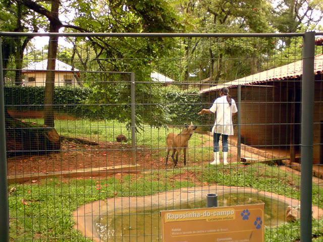 Zoologico Municipal Sorocaba - Maned Wolf
