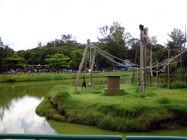 Zoologico Municipal Sorocaba - Spider Monkey