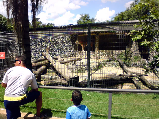 Zoologico Municipal Sorocaba - Tigers