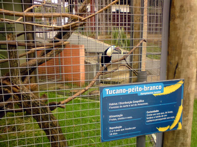 Zoologico Municipal Sorocaba - Toucan