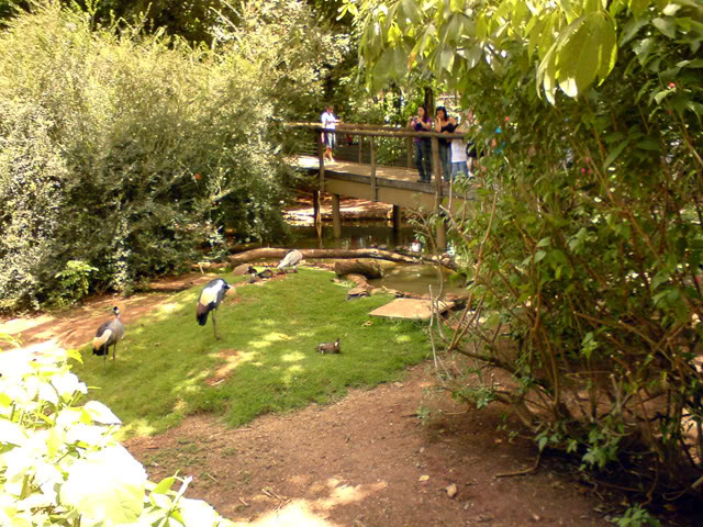 Zoologico Municipal Sorocaba - Walk Trough Aviary