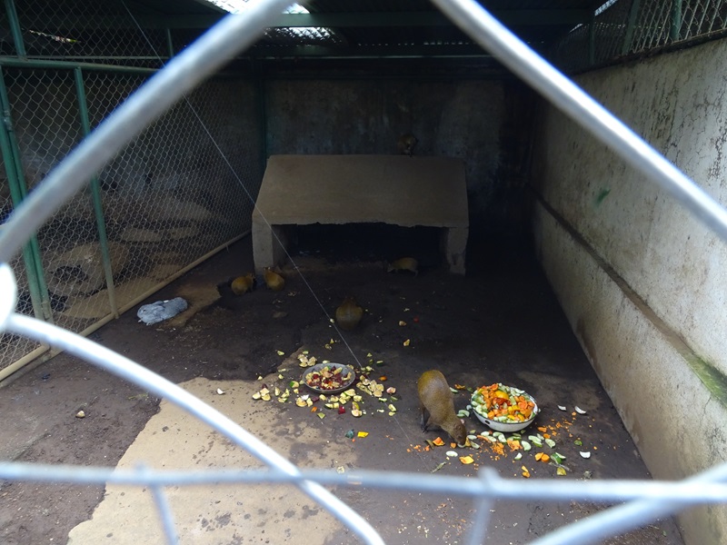Zoológico Nacional de Nicaragua: agouti enclosure