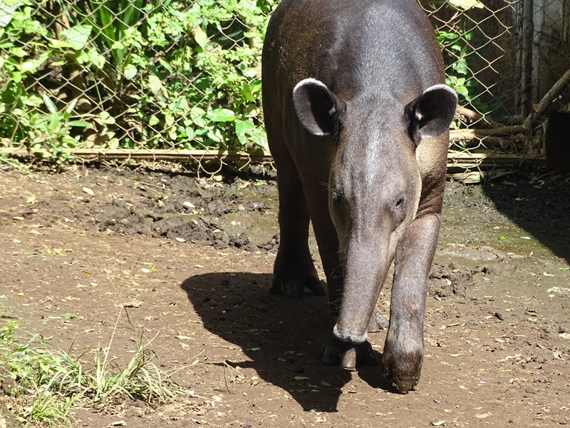 Zoológico Nacional de Nicaragua:  Bairds tapir (Tapirus bairdii)