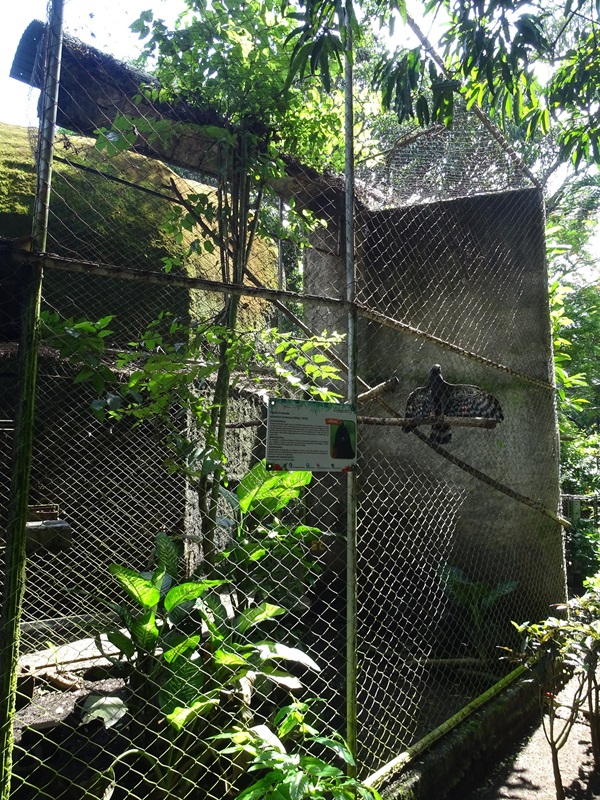 Zoológico Nacional de Nicaragua: Black hawk eagle aviary