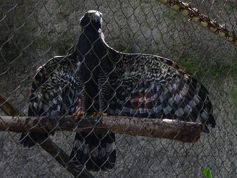 Zoológico Nacional de Nicaragua: Black hawk-eagle (Spizaetus tyrannus)