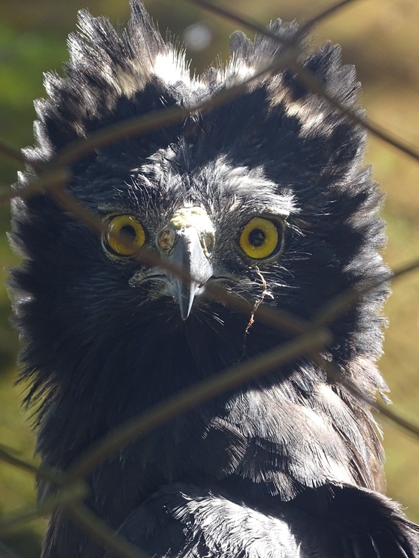 Zoológico Nacional de Nicaragua: Black hawk-eagle (Spizaetus tyrannus)