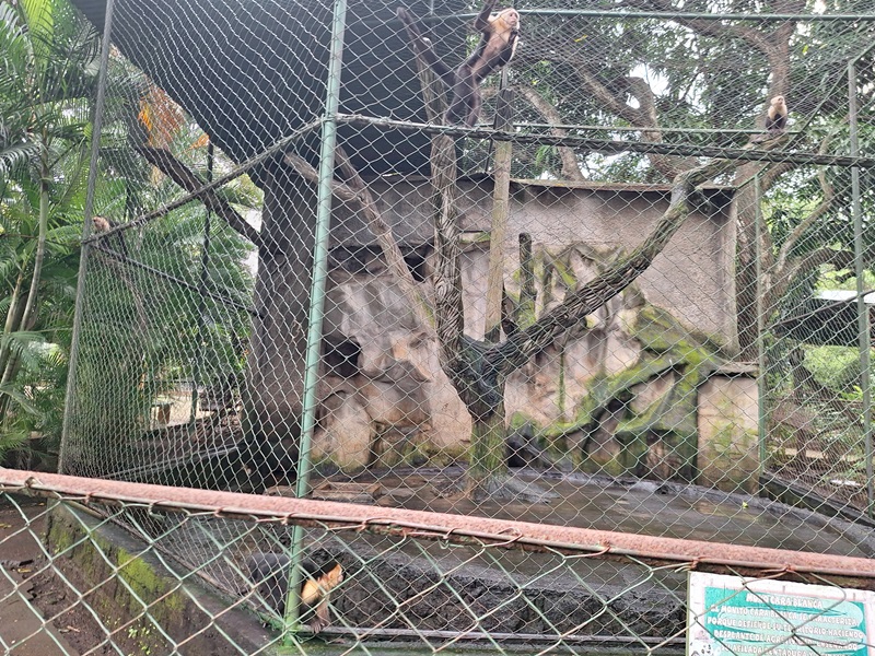 Zoológico Nacional de Nicaragua: capuchin enclosure