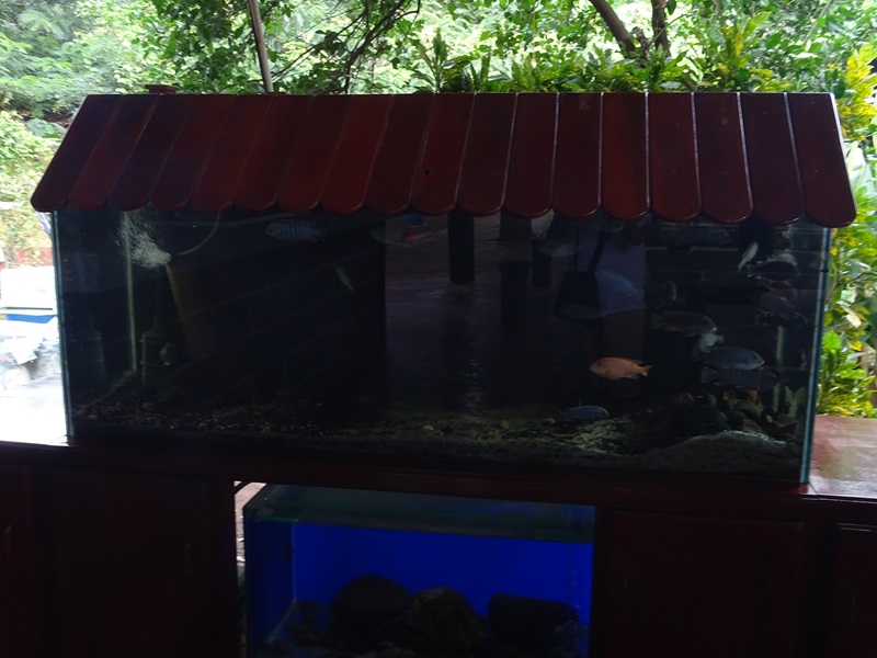 Zoológico Nacional de Nicaragua: cichlid tank #1