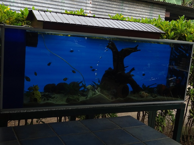 Zoológico Nacional de Nicaragua: cichlid tank #2