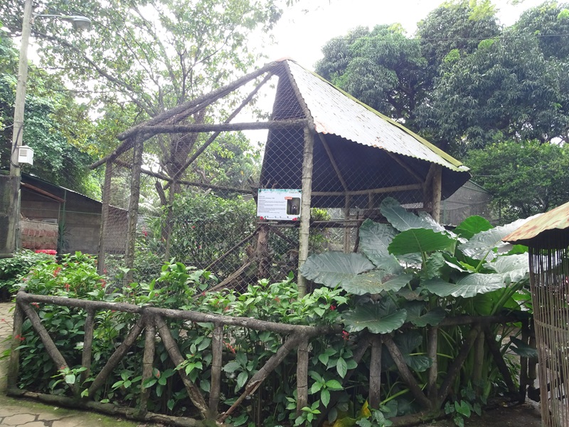 Zoológico Nacional de Nicaragua: Coati enclosure