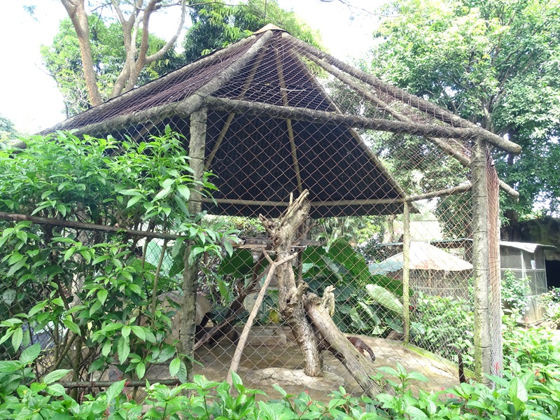 Zoológico Nacional de Nicaragua: Coati enclosure