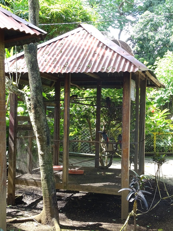 Zoológico Nacional de Nicaragua: Collared aracari