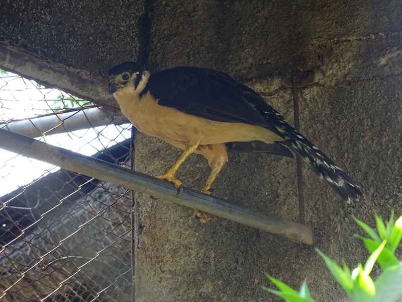 Zoológico Nacional de Nicaragua: Collared forest falcon (Micrastur semitorquatus)