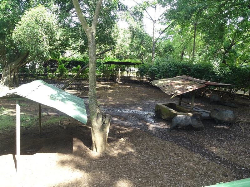 Zoológico Nacional de Nicaragua: Collared peccary enclosure