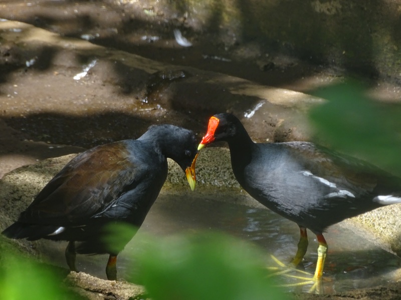 Zoológico Nacional de Nicaragua: Common gallinule (Gallinula galeata)