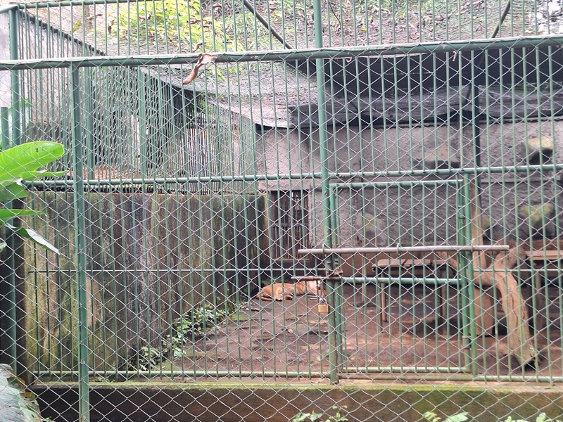 Zoológico Nacional de Nicaragua: Cougar enclosure