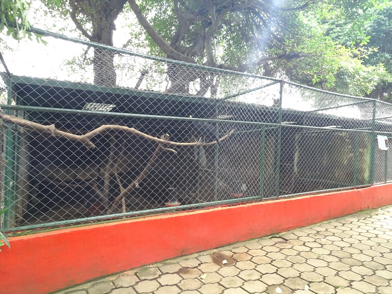 Zoológico Nacional de Nicaragua: currasow aviary