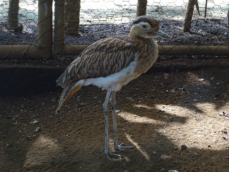 Zoológico Nacional de Nicaragua: Double-striped thick-knee (Hesperoburhinus bistriatus)