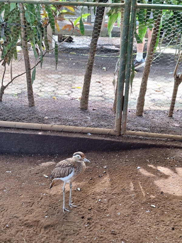 Zoológico Nacional de Nicaragua: Double-striped thick-knee
