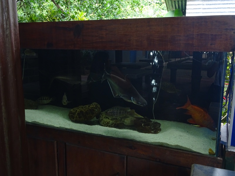 Zoológico Nacional de Nicaragua: giant catfish tank