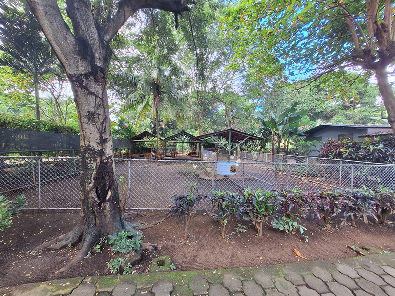 Zoológico Nacional de Nicaragua: goat / sheep enclosure