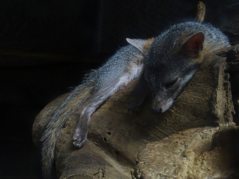 Zoológico Nacional de Nicaragua: Gray fox (Urocyon cinereoargenteus)