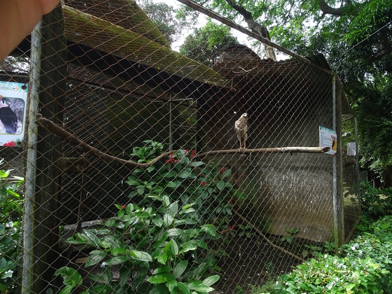 Zoológico Nacional de Nicaragua: Great black hawk aviary