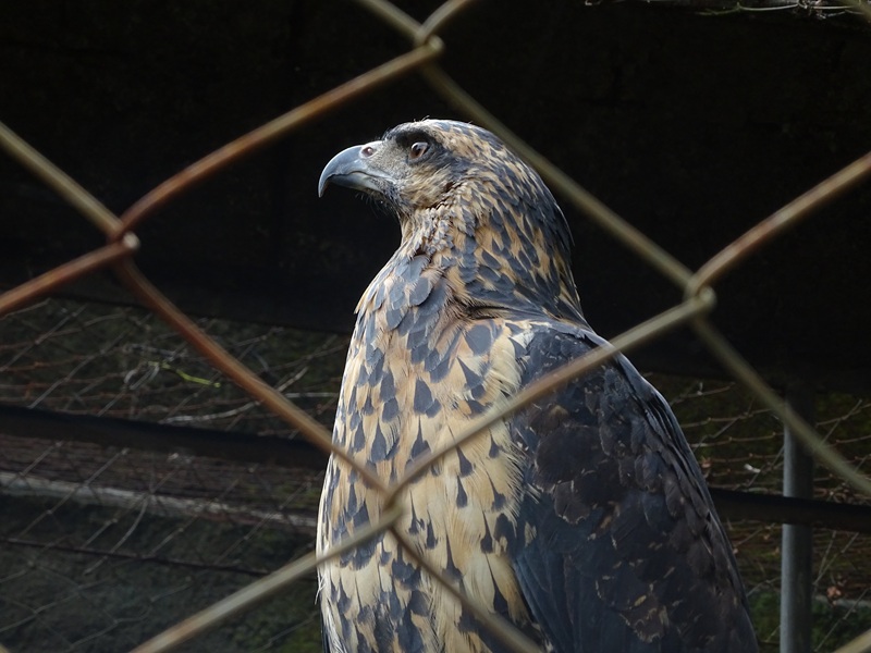 Zoológico Nacional de Nicaragua: Great black hawk (Buteogallus urubitinga)