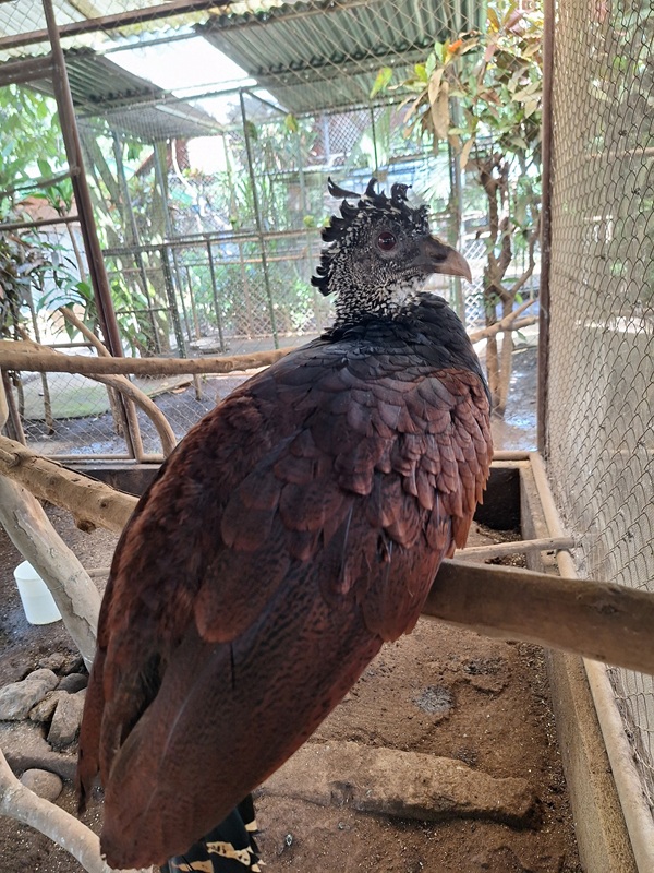 Zoológico Nacional de Nicaragua: Great currasow