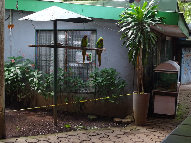 Zoológico Nacional de Nicaragua: Great green macaw