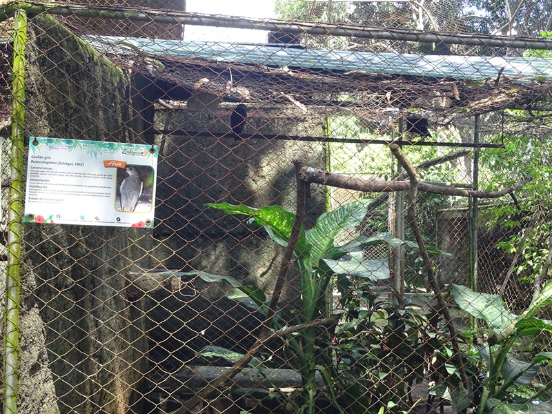 Zoológico Nacional de Nicaragua: Grey hawk aviary