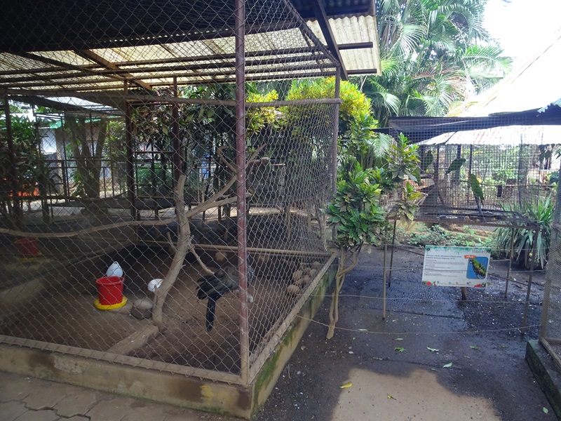 Zoológico Nacional de Nicaragua:  guan and parakeet