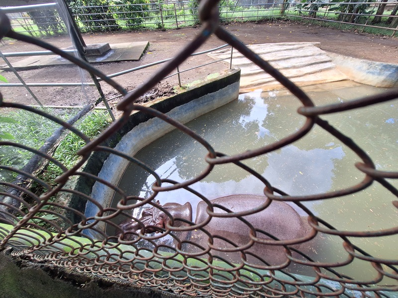 Zoológico Nacional de Nicaragua: hippo enclosure