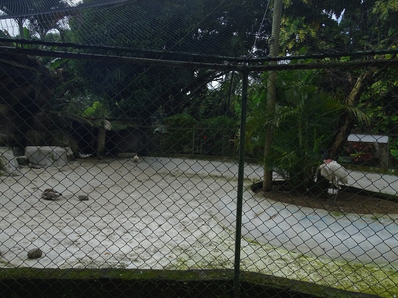 Zoológico Nacional de Nicaragua: Jabiru aviary