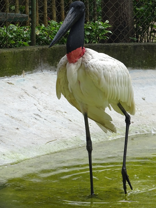 Zoológico Nacional de Nicaragua: Jabiru (Jabiru mycteria)