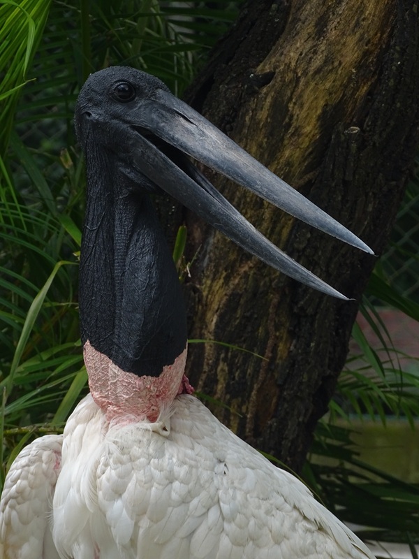 Zoológico Nacional de Nicaragua: Jabiru (Jabiru mycteria)