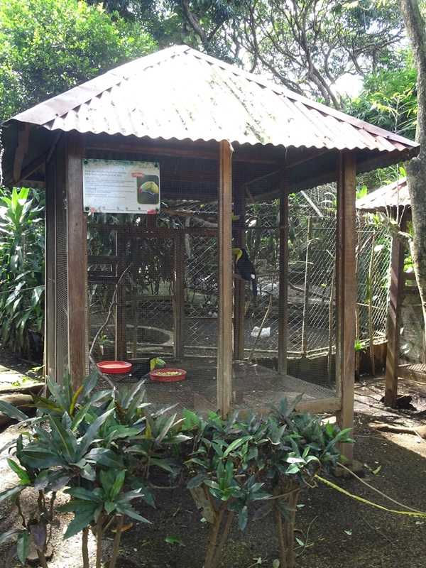 Zoológico Nacional de Nicaragua: Keel-billed toucan