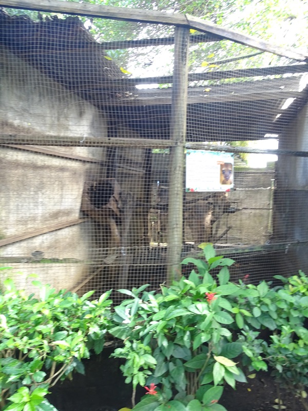Zoológico Nacional de Nicaragua: Kinkajou enclosure