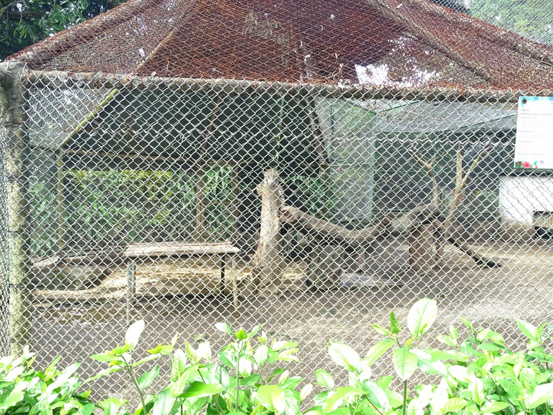 Zoológico Nacional de Nicaragua: 'Larger' jaguar enclosure