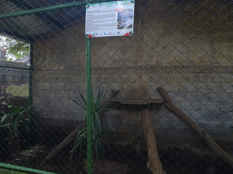 Zoológico Nacional de Nicaragua: Larger jaguarundi enclosure