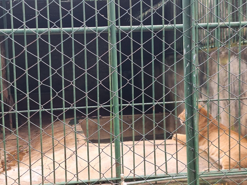 Zoológico Nacional de Nicaragua: Liger enclosure
