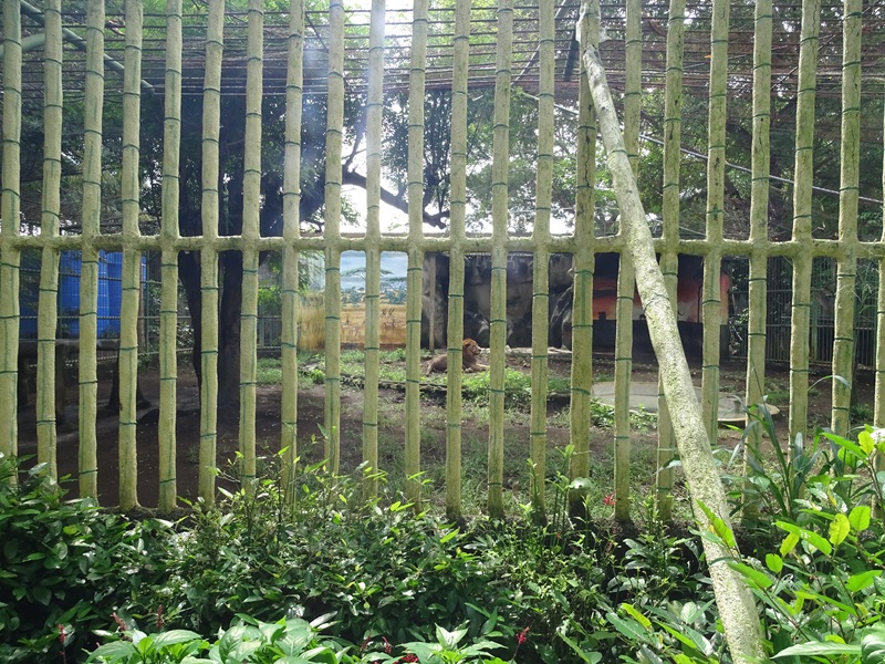 Zoológico Nacional de Nicaragua: lion enclosure