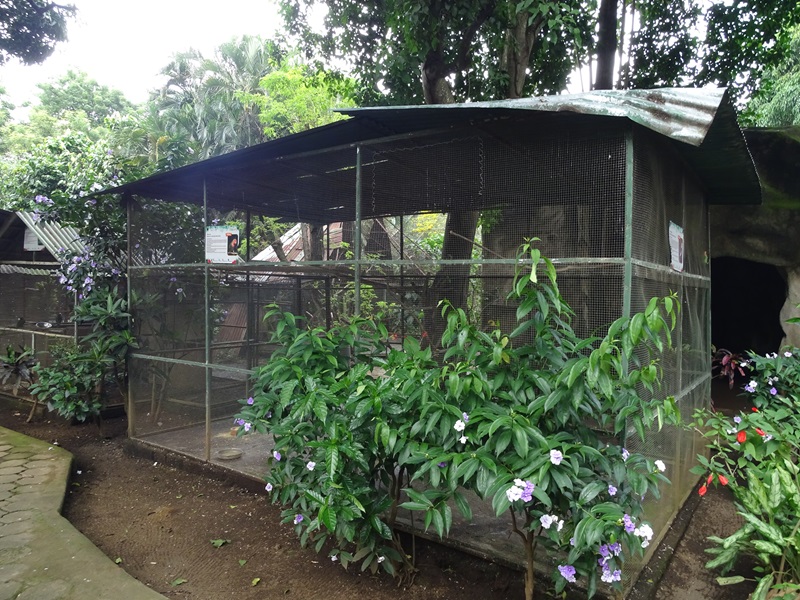 Zoológico Nacional de Nicaragua: Lovebirds / whistling ducks