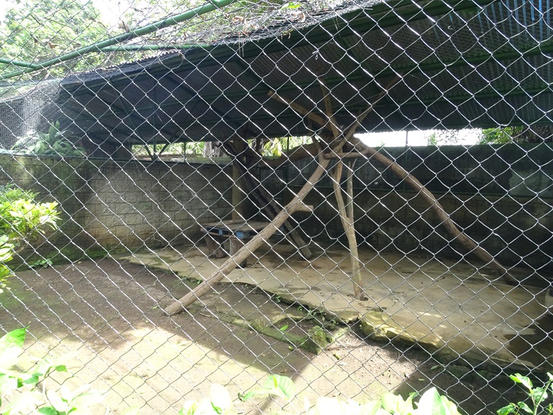 Zoológico Nacional de Nicaragua: Margay enclosure