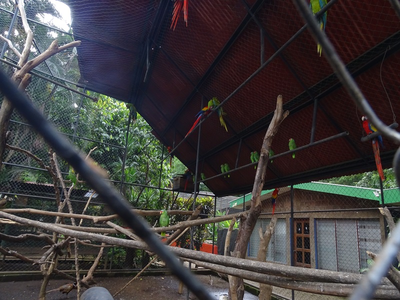Zoológico Nacional de Nicaragua: Mixed aviary