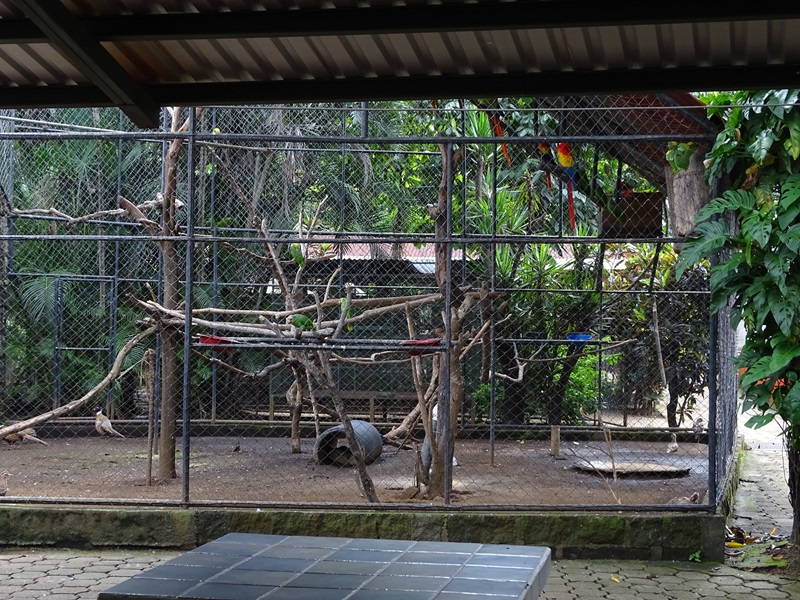 Zoológico Nacional de Nicaragua: Mixed aviary