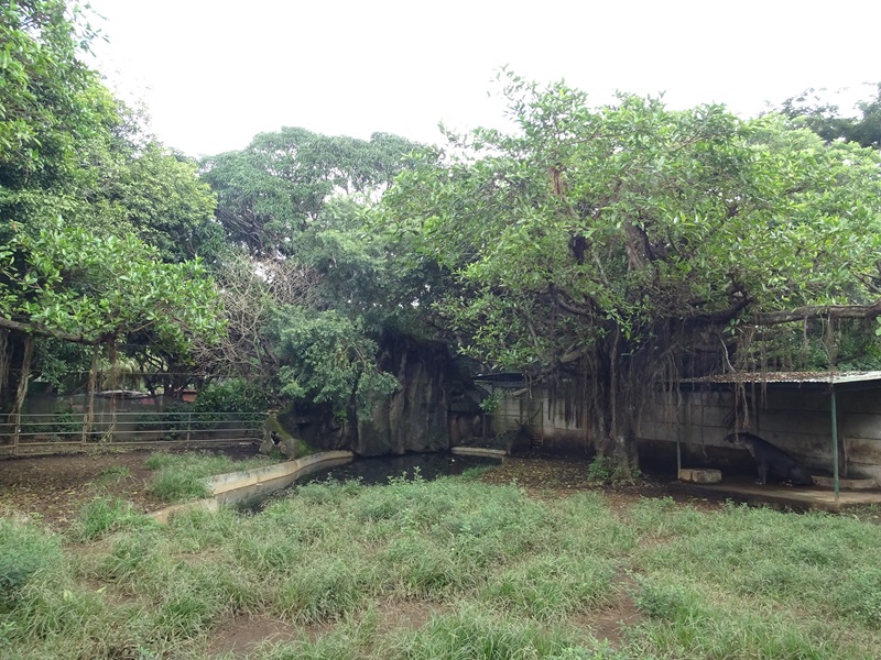 Zoológico Nacional de Nicaragua: one of 8 (!) Bairds tapir enclosures