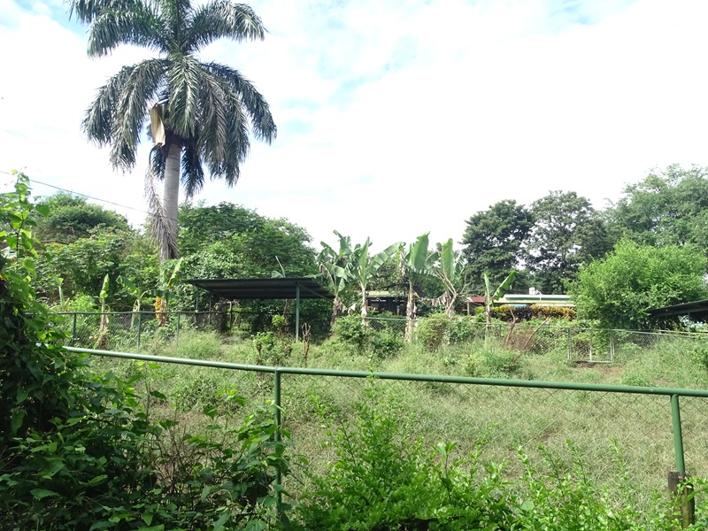 Zoológico Nacional de Nicaragua: one of 8 (!) Bairds tapir enclosures